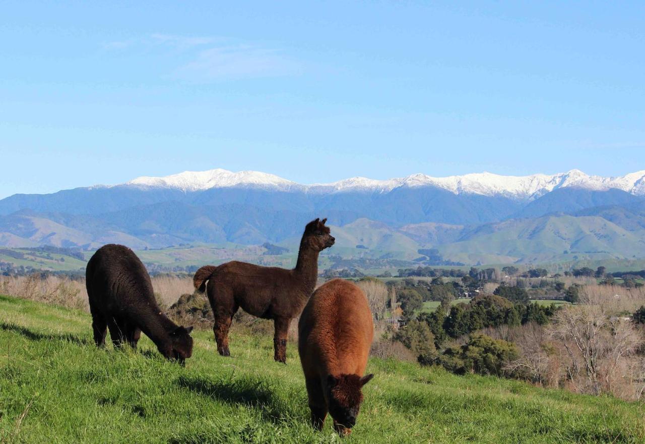 Gallin Farm Alpacas And Farmstay Masterton Extérieur photo