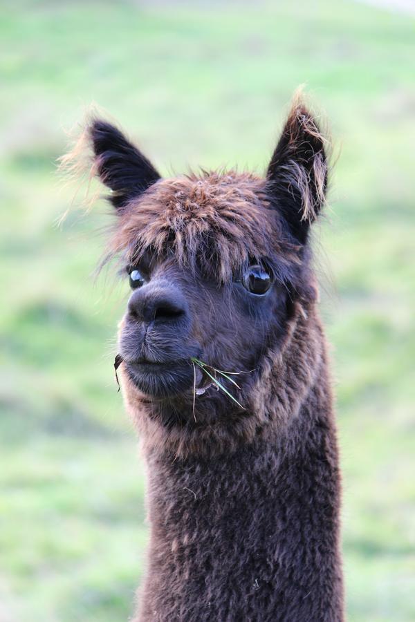 Gallin Farm Alpacas And Farmstay Masterton Extérieur photo